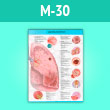 Плакат «Заболевания легких» (М-30, ламинир. бумага, A2, 1 лист)